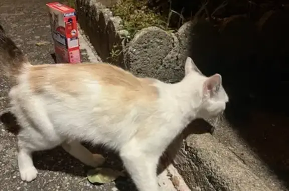 Chat trouvé Maurs, photo: Chaton trouvé, cherche câlins, Rue du Tayrac