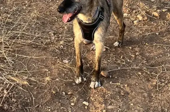 Perro Perdido: Archie, 4 Años, Isla Graciosa, Córdoba