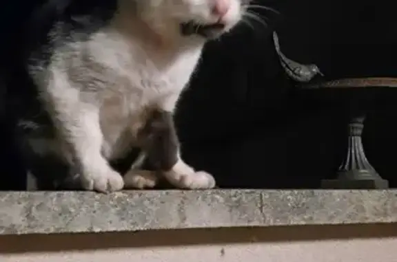 Chat blanc et gris câlin trouvé à Saint-Augustin - photo