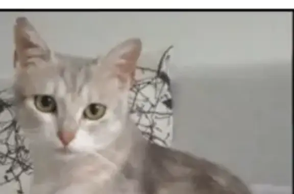 Chatte pucée disparue à Morancé - photo