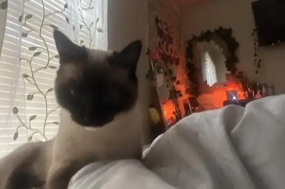 Lost Siamese Cat Jax - Beckland Hills Area