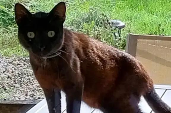 Chat noir trouvé avec collier à Saint-Aubin - photo