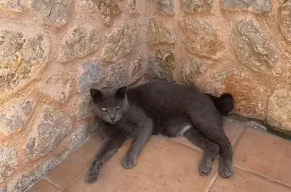 ¡Gato Ruso Azul Perdido en Binisalem!