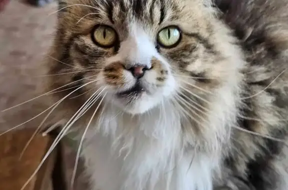 Chat perdu, La Roquebrussanne, photo: Chat mâle perdu, poil long blanc/tigré, La Roquebrussanne