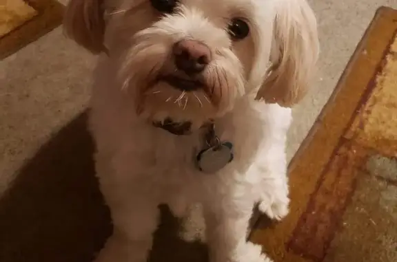 Lost Skittish Maltese on Shakapay Cove Rd