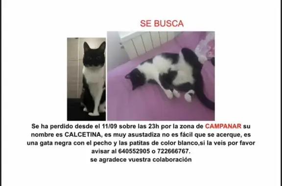 ¡Gato Perdido! Negra con Pecho Blanco en Ribarroja