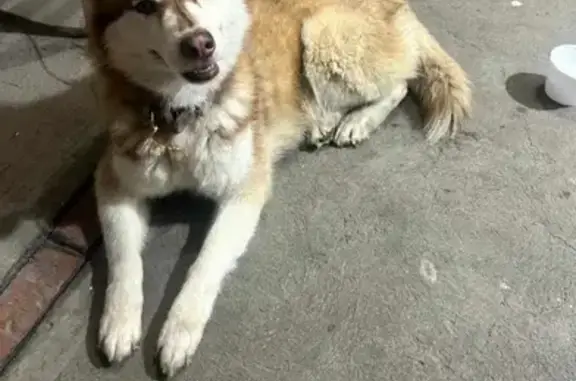 Perra Alaska-Huskey Canela Encontrada en Aguascalientes