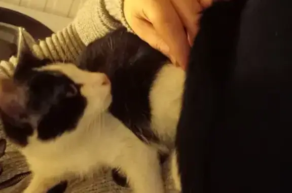 Chatte trouvée, 4-5 mois, Rue du Dauphiné 62 - photo