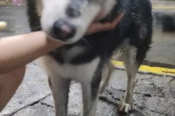 Alaska Malamute Viejito Encontrado en CDMX