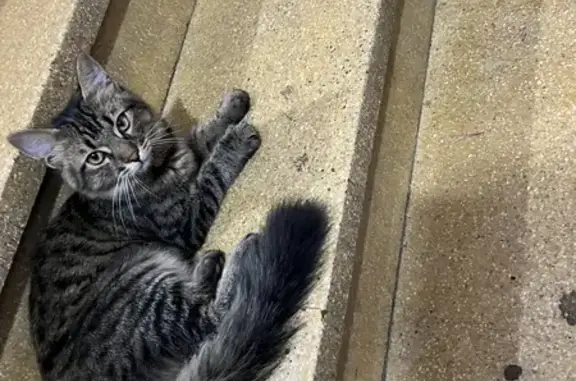 Chaton tigré gris trouvé Rue Boisselot - photo