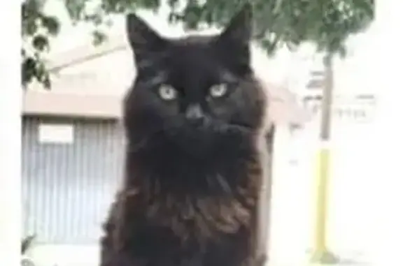 Gato Negro Perdido en Prolongación Abasolo