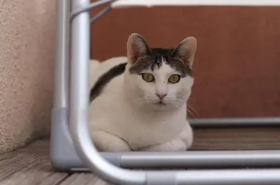 Animaux perdus Brumath, photo: Chat européen femelle perdu à Brumath
