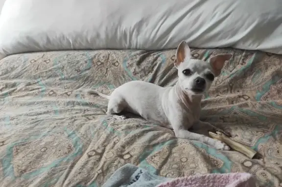 URGENT: Missing Chihuahua in South Croydon