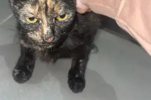 Chat amaigri et câlin trouvé à Gray - photo