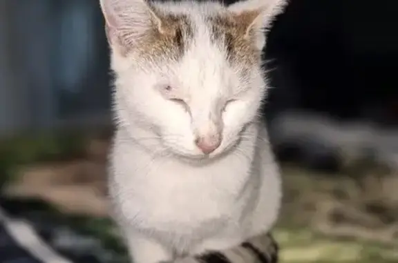 Animaux trouvés Decize, photo: Chat mâle trouvé secteur Les Thuyas, Decize