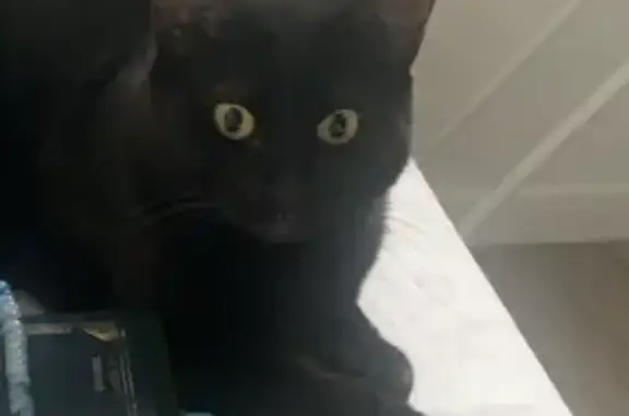 Animaux perdus Le Pouliguen, photo: Chatte noire Molly perdue, Rue de la Paix