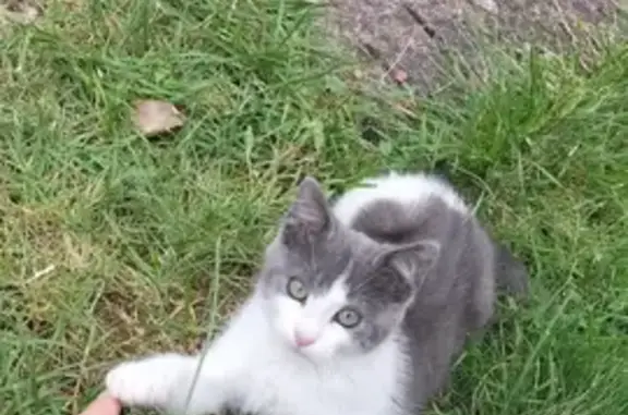Chat perdu, Montluçon, photo: Chatte grise et blanche perdue Rue Racine