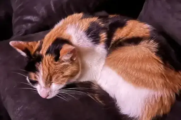 Animaux trouvés , photo: Chatte tricolore jeune trouvée à Loray