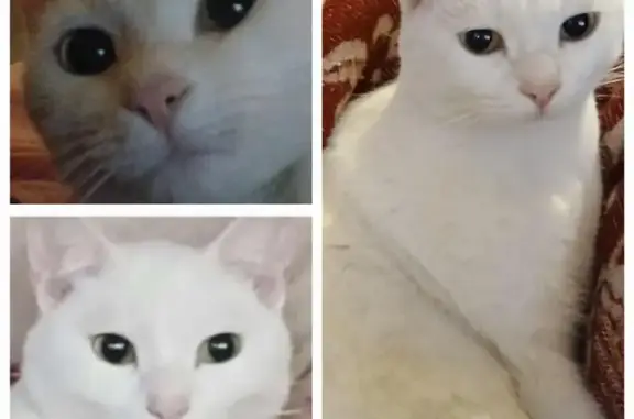 Missing White Cat, 16 Months, Nahoon St.