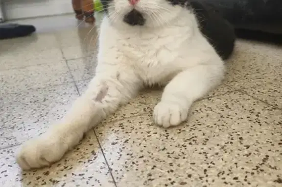 Animaux perdus Lille, photo: Chatte noire et blanche aperçue à Lille