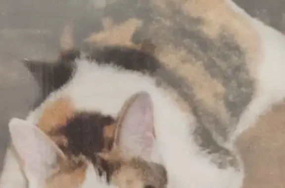Chat perdu, , photo: Chatte âgée disparue à Bernadets