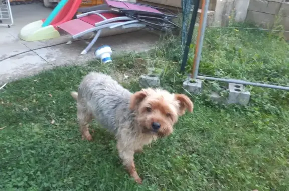 Chien trouvé Beausemblant, photo: Yorkshire fauve trouvé à Beausemblant