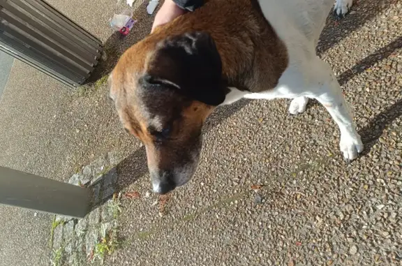 Chienne affamée et apeurée près de la gare - photo