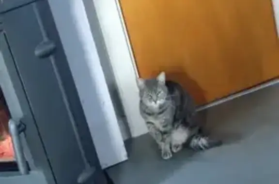 Chat perdu, , photo: Chatte peureuse disparue à Balazuc
