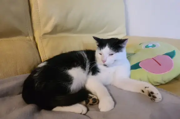 Chat mâle castré trouvé à Malvalette - photo