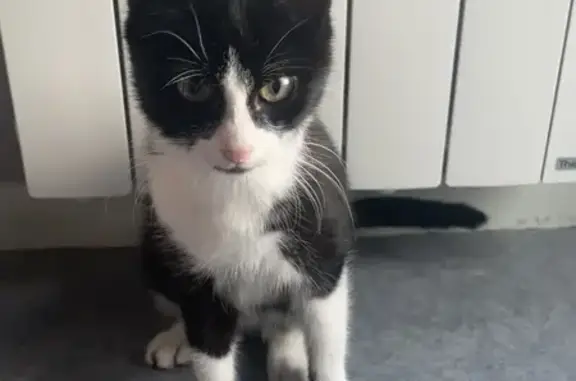 Chaton Noir et Blanc Trouvé à Liffré - photo