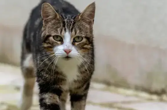 Chat trouvé, non pucé, S tatoué, Villiers - photo