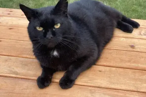 Lost Black Cat Louis - Friendly, Call Us!