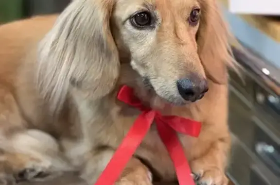 Lost Male Cream Dachshund in Sanford Area