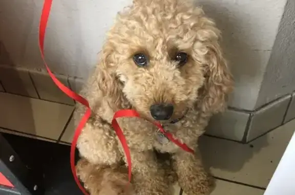 Chien perdu Meudon, photo : Caniche nain abricot perdu à Meudon