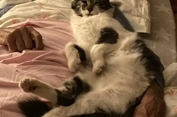 Animaux perdus , photo: Chat noir et blanc perdu à Puylaurens