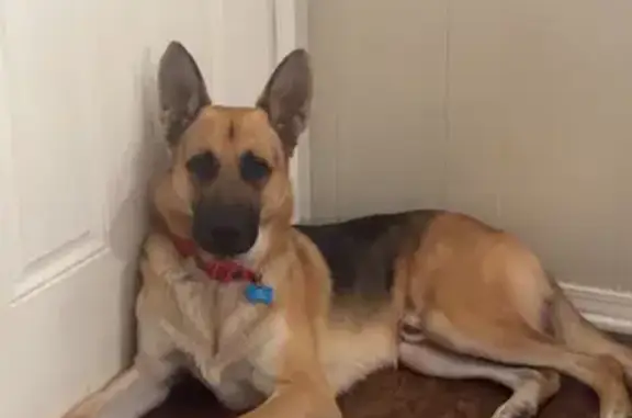 Lost Male German Shepherd: Red Collar, I-30, Greenville