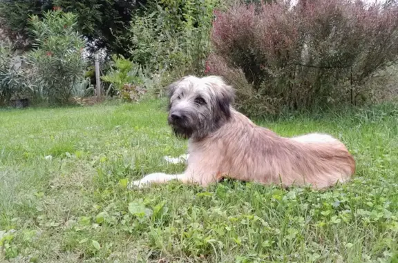 Chien perdu Chemin des Lauriers, La Tronche - photo