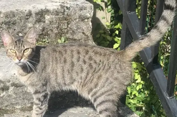 Chat tigré maigre trouvé à Gaillon - photo