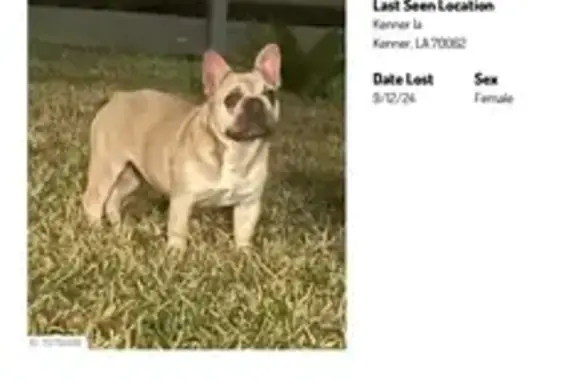 Missing French Bulldog - Kenner, LA