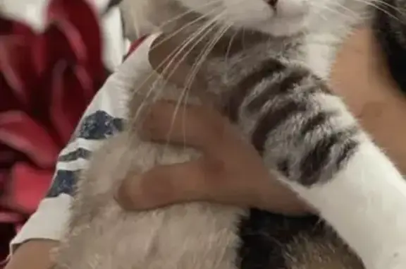 Chat blanc et gris perdu à Etrembières - photo