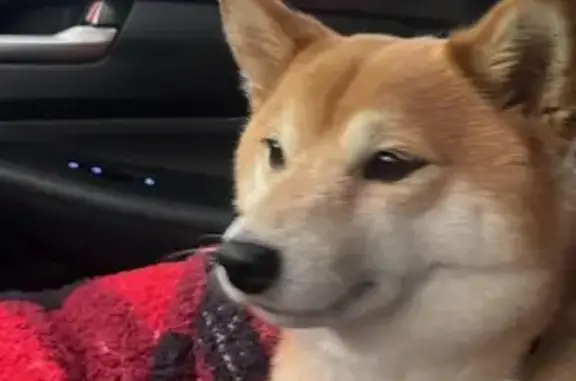 Lost Shiba Inu on State Route 307, Austinburg