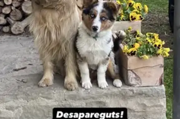 Perros Perdidos: Marrón Claro y Border Collie