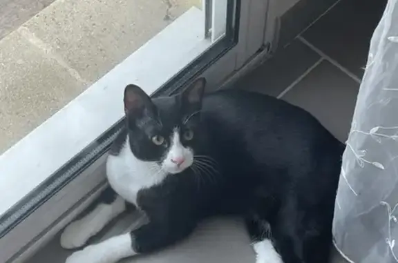 Chat perdu, Flins-sur-Seine, photo: Chat noir et blanc perdu à Flins-sur-Seine