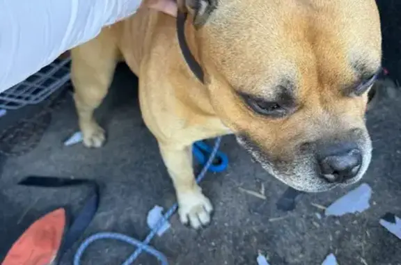 Chien staffie trouvé à Béduer - Route de Cajarc - photo