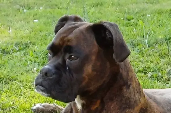 Chien perdu La Ferté-Macé, photo : Boxer femelle bringée 6 ans disparue