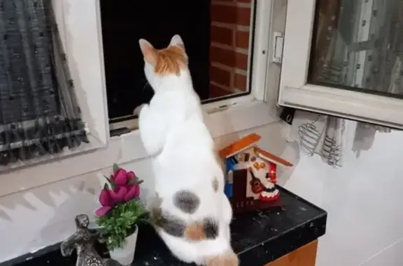 ¡Ayuda! Gatita tricolor perdida en Tres Cantos