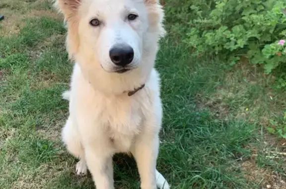 Chien perdu Erquy, photo : Chien perdu: Femelle Berger Blanc Suisse, Erquy