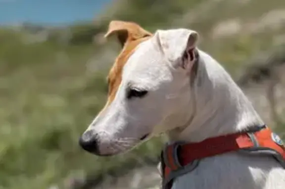 Animaux perdus Vernantes, photo: Chien perdu: Reiki, petite chienne tachetée