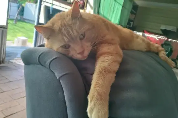 Lost Senior Orange Cat in Enfield - Help!