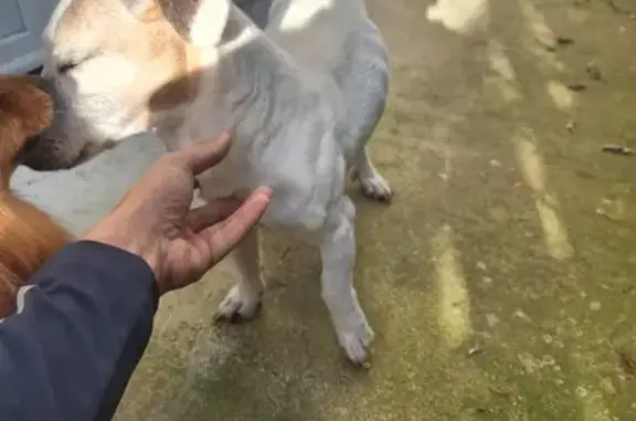 Jack Russell trouvé, sécurisé à Châtellerault - photo